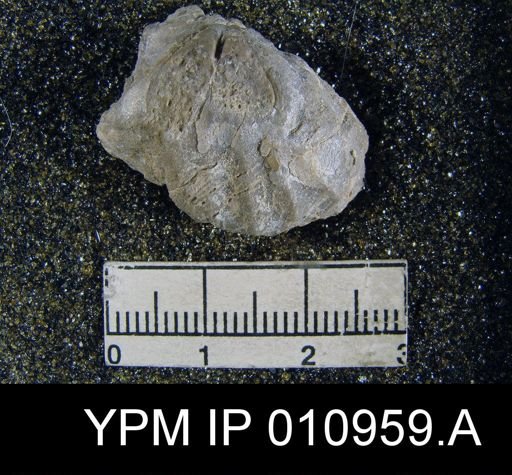 Meekella irregularis texana