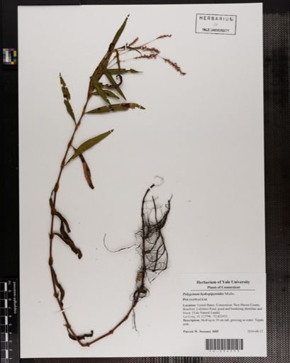 Polygonum hydropiperoides