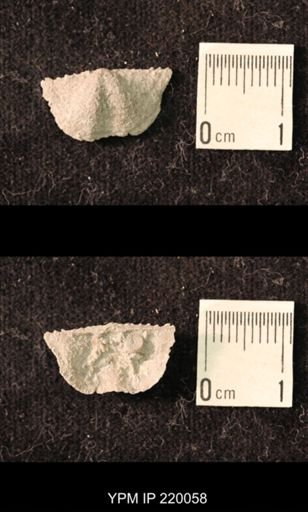 Chonetina flemingi alata