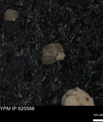 undet. Foraminiferida