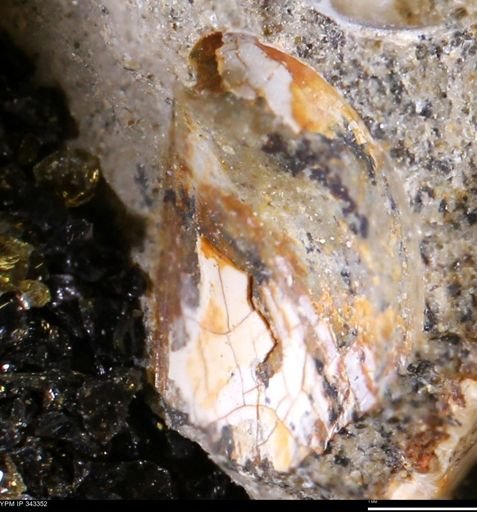 undet. Bivalvia