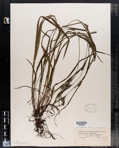 Carex grisea