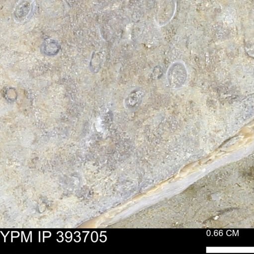 undet. Serpulidae