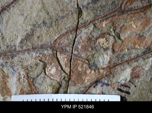 Paratemnograptus sp.