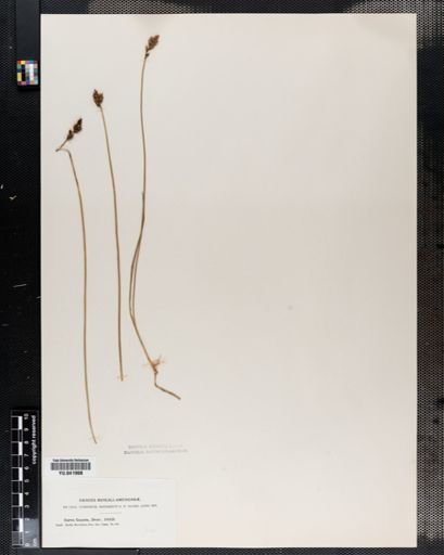 Carex