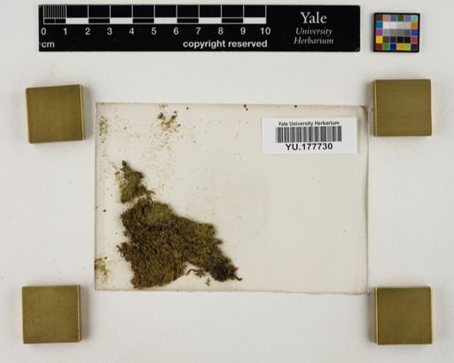 Plantae
