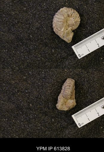 Neogastroplites sp.