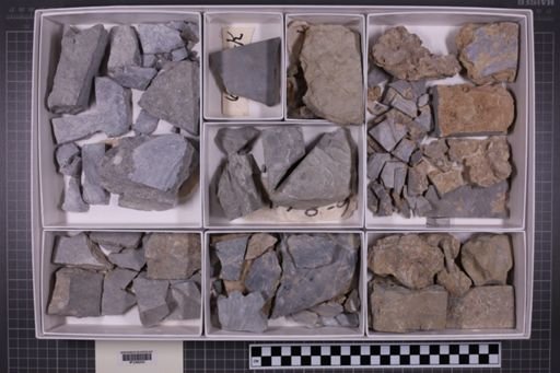 mixed taxa, stratigraphic collection