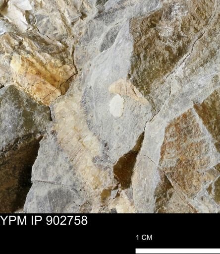 undet. Mollusca
