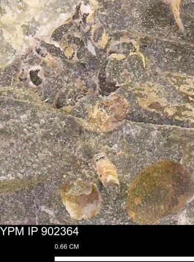 undet. Mollusca