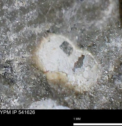 Limopsis striatopunctatus