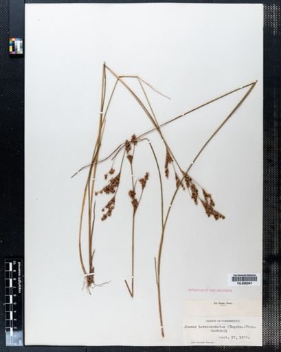 Juncus brevicaudatus