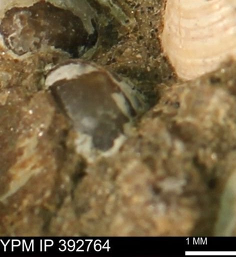 Protocardia sp.
