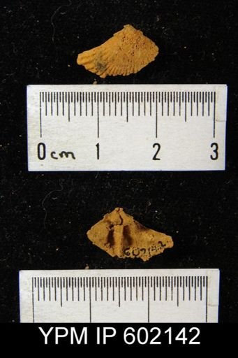 undet. Rhynchonelliformea