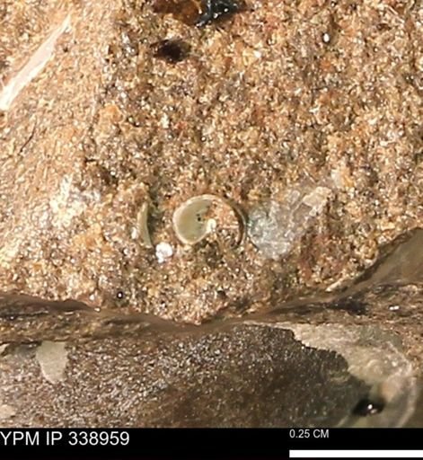 undet. Gastropoda