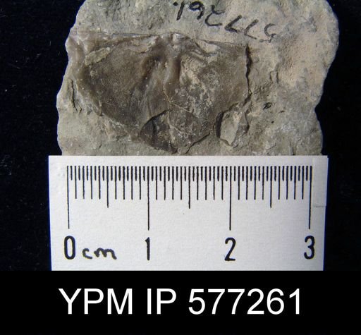 Strophomena planocorrugata