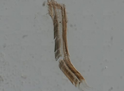 Elimia virginica