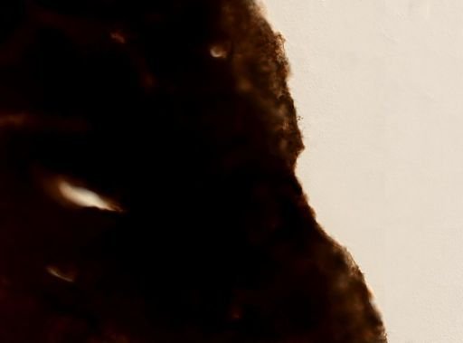 Plakortis sp.