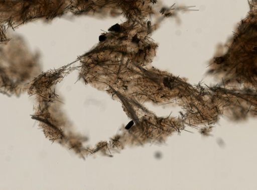 cf. Hymeniacidon