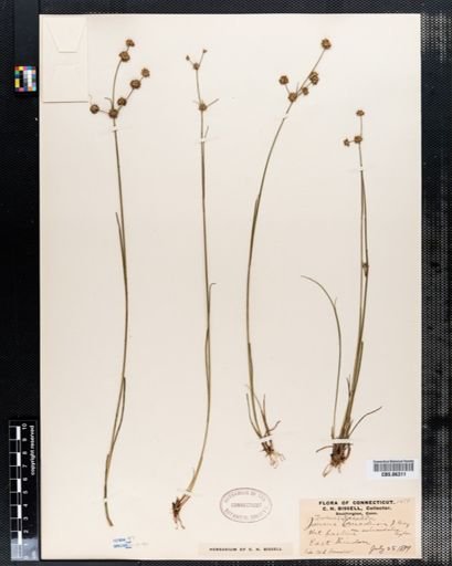Juncus subcaudatus