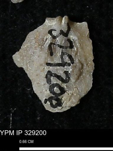 Pholidostrophia iowaensis