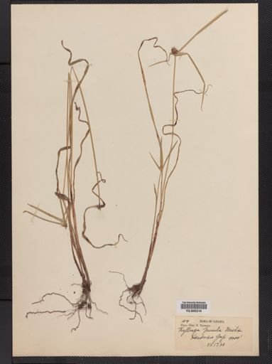 Plantae