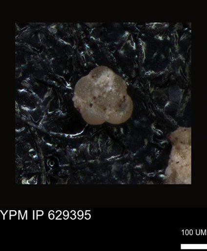 undet. Foraminiferida