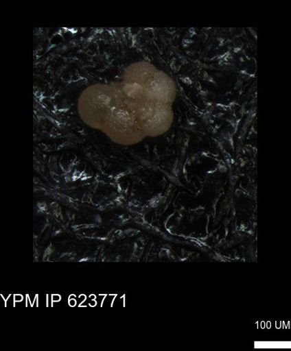 undet. Rugoglobigerinidae