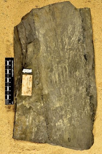 Lepidodendron
