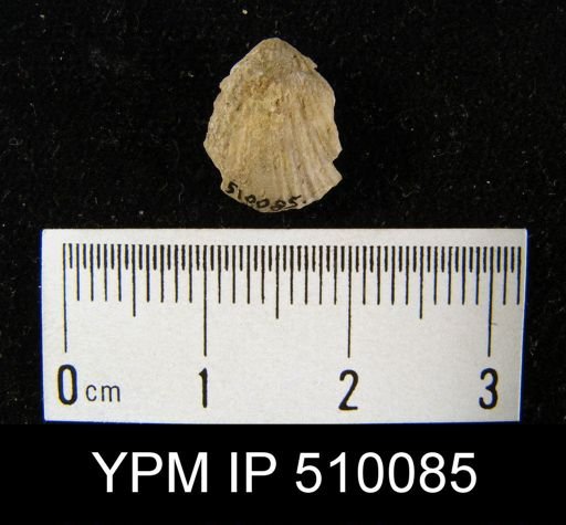 Isorthis (Arcualla)?