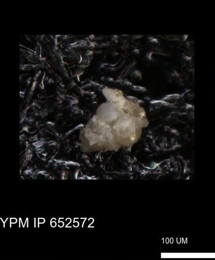 undet. Foraminiferida