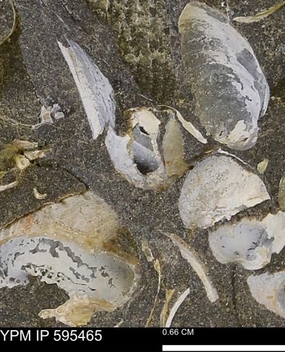 Protocardia sp.