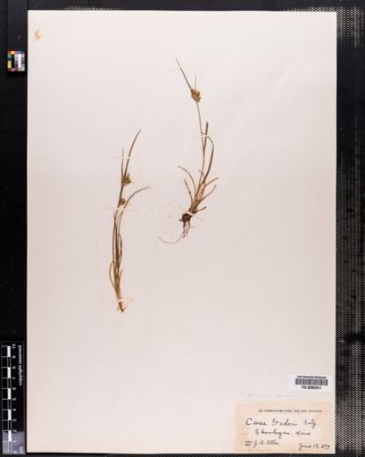 Carex demissa