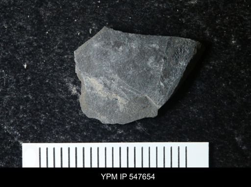 undet. Eurypterida