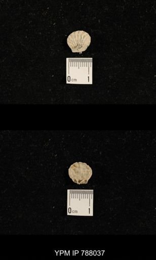 Brachiopoda
