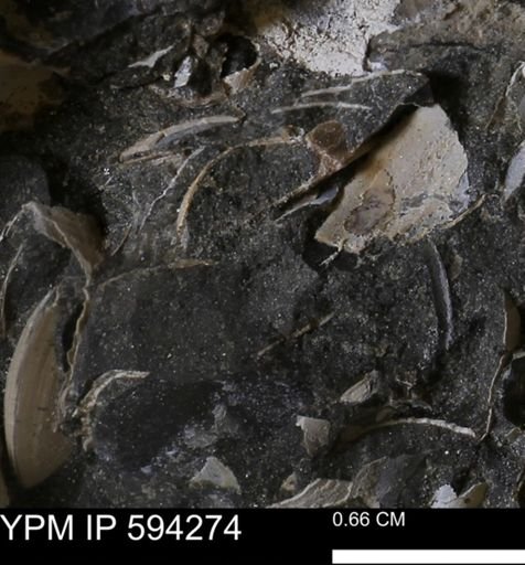 Protocardia sp.