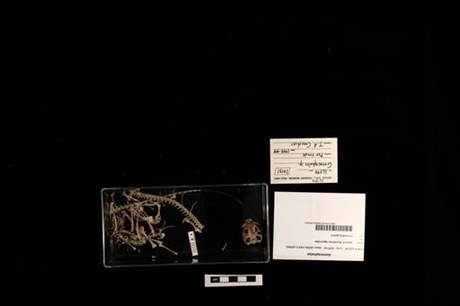 Gonocephalus