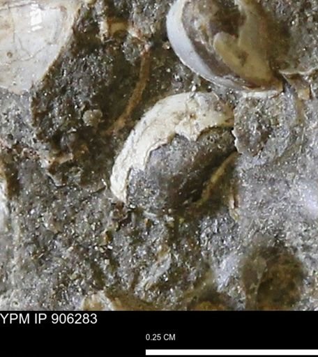 undet. Bivalvia