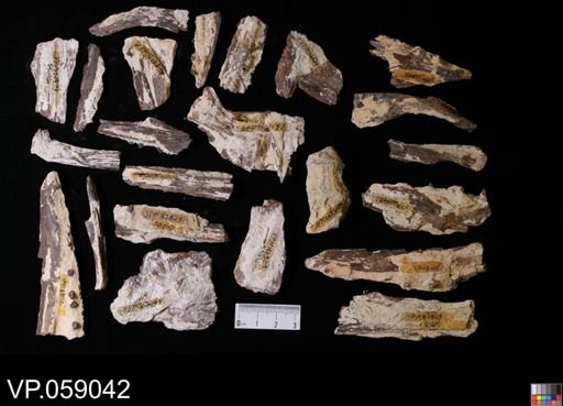 Enchodus?
