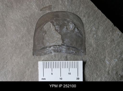 Eurypterus sp.