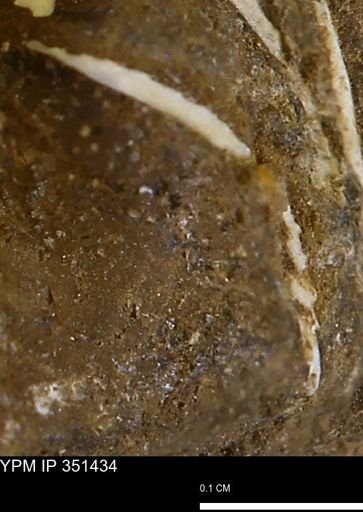 undet. Bivalvia
