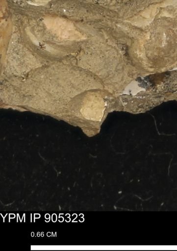 undet. Mollusca