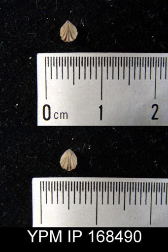 Rhynchonella sp.
