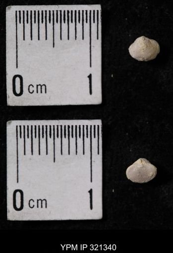 Ambocoelia umbonata