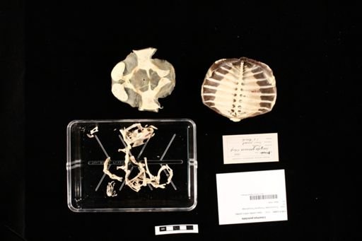 Lissemys punctata