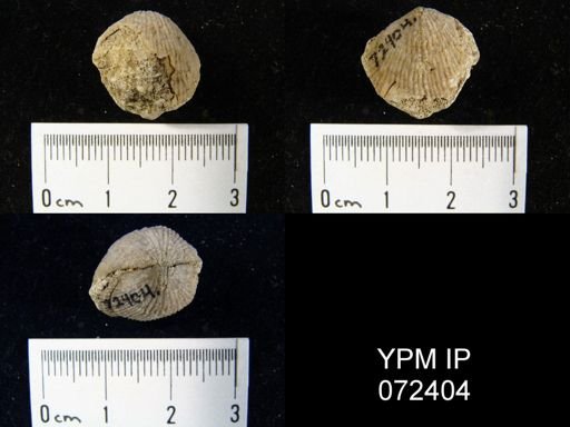 Atrypa tennesseensis