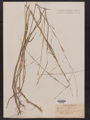 Glyceria acutiflora