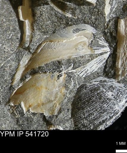 Limopsis striatopunctatus