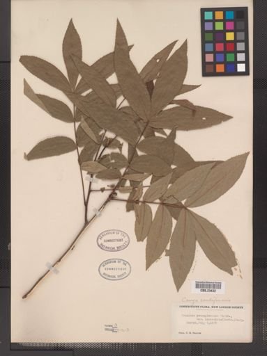 Carya cordiformis