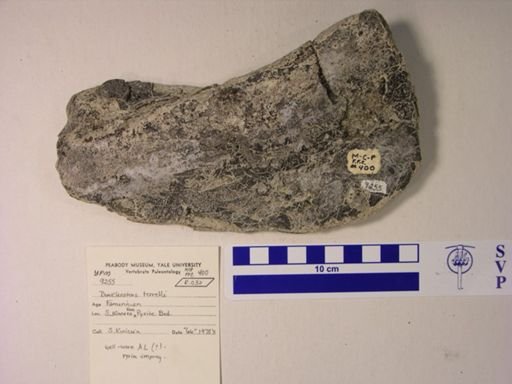 Dunkleosteus terrelli